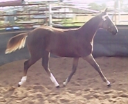ovation1