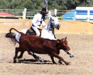 apolo